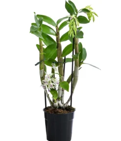 Traubenorchidee - Dendrobium amethystoglossum