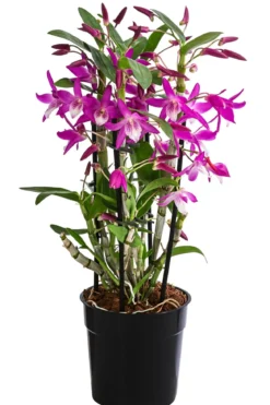 Traubenorchidee - Dendrobium 'Rainbow Dance'
