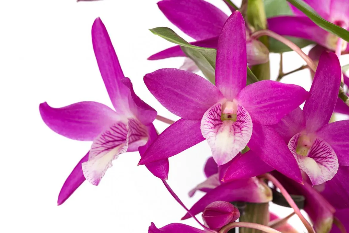 Traubenorchidee - Dendrobium 'Rainbow Dance'