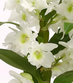 Trauben-Orchidee - Dendrobium nobile