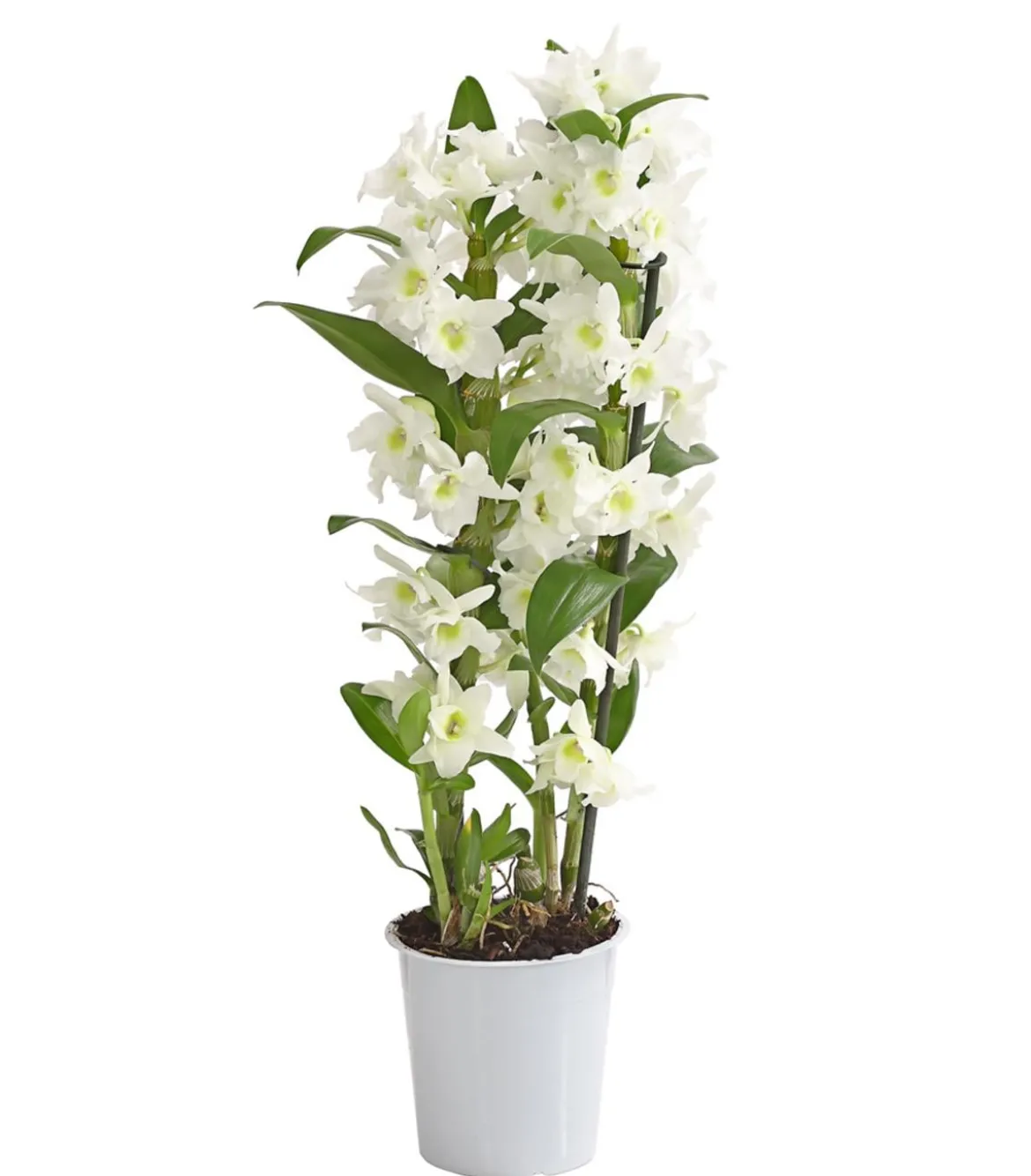 Trauben-Orchidee - Dendrobium nobile