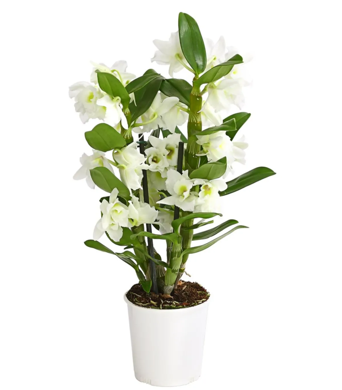 Trauben-Orchidee - Dendrobium nobile