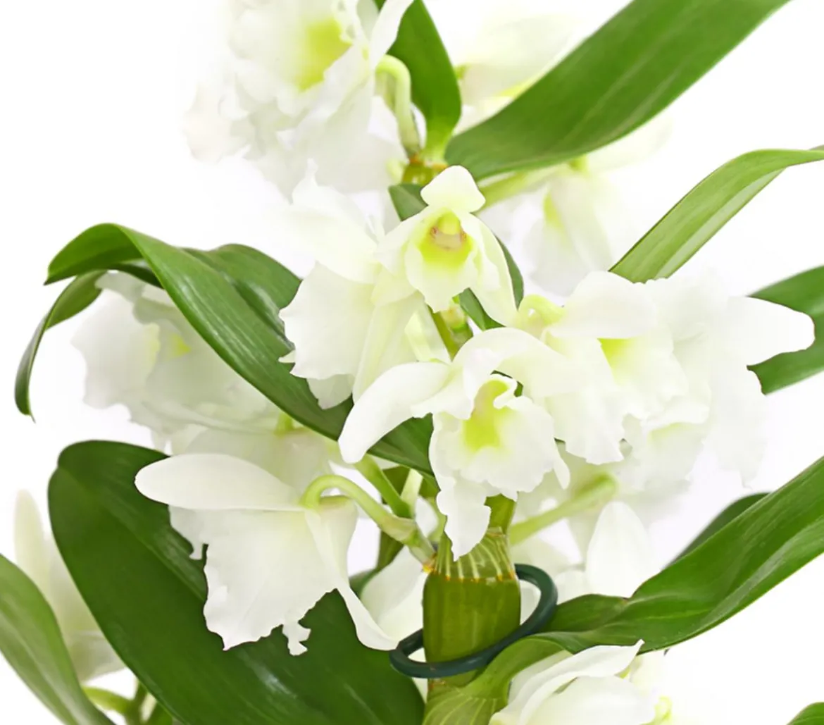 Trauben-Orchidee - Dendrobium nobile
