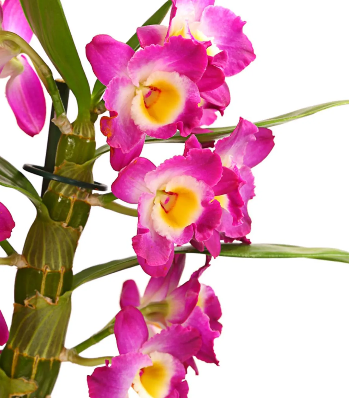 Trauben-Orchidee - Dendrobium nobile