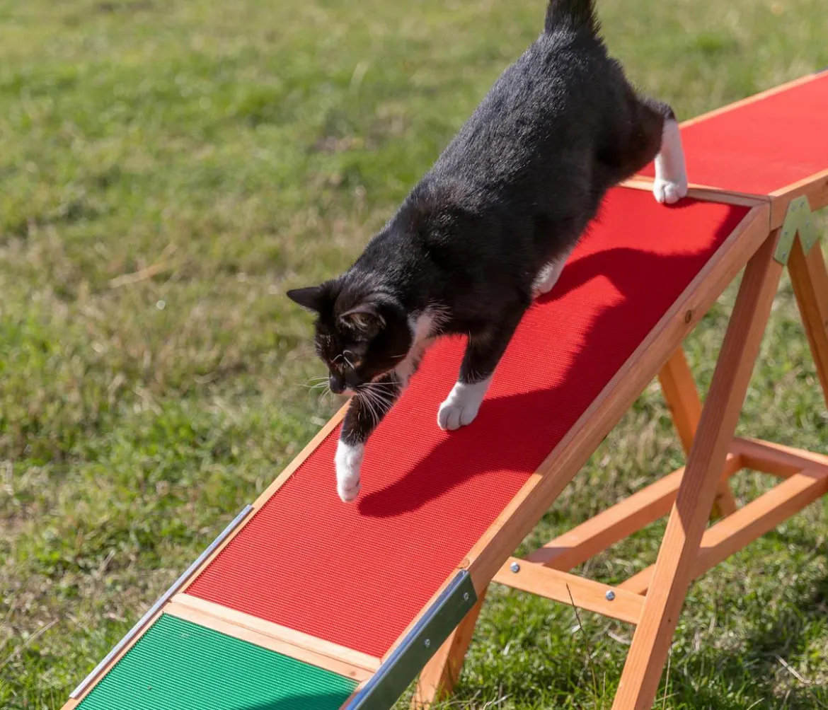 Trixie Agility Steg Fun, ca. B30/H64/T456 cm