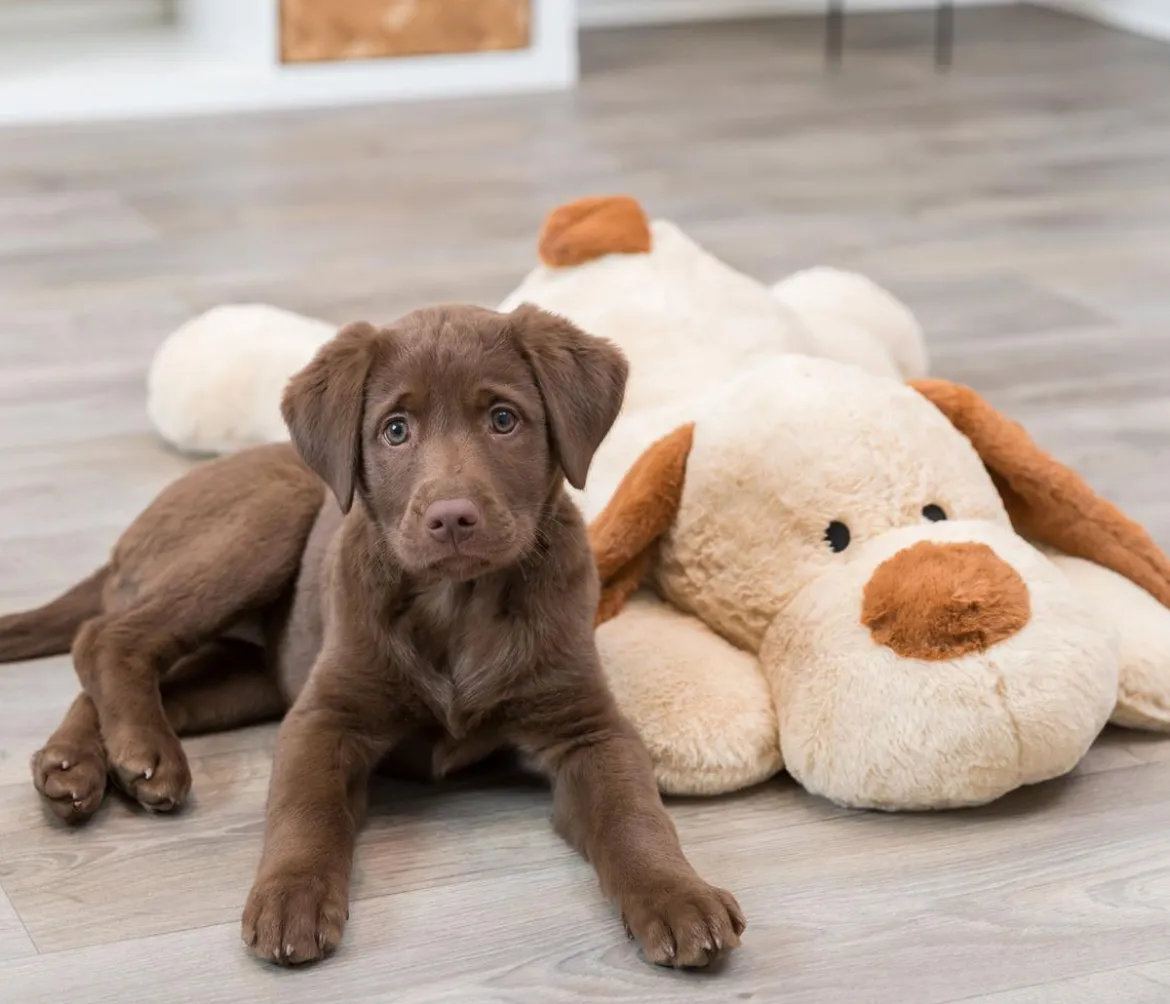 Trixie Hundespielzeug Ankuschelhund Benny