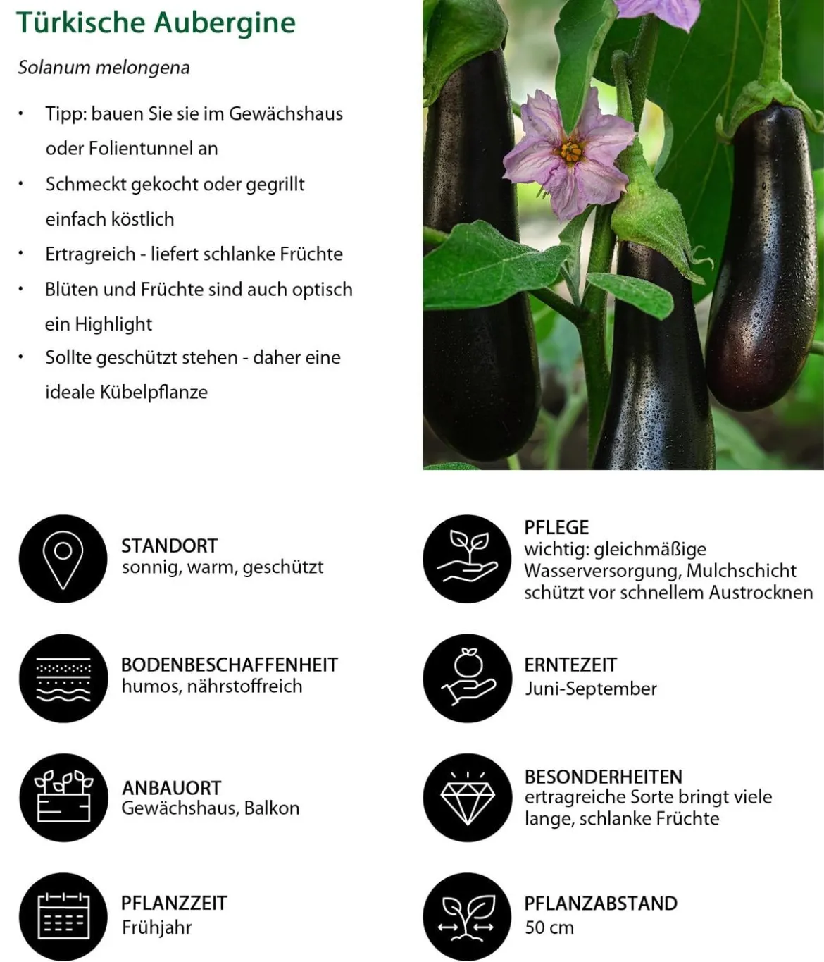 Türkische Aubergine