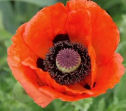 Türkischer Riesenmohn