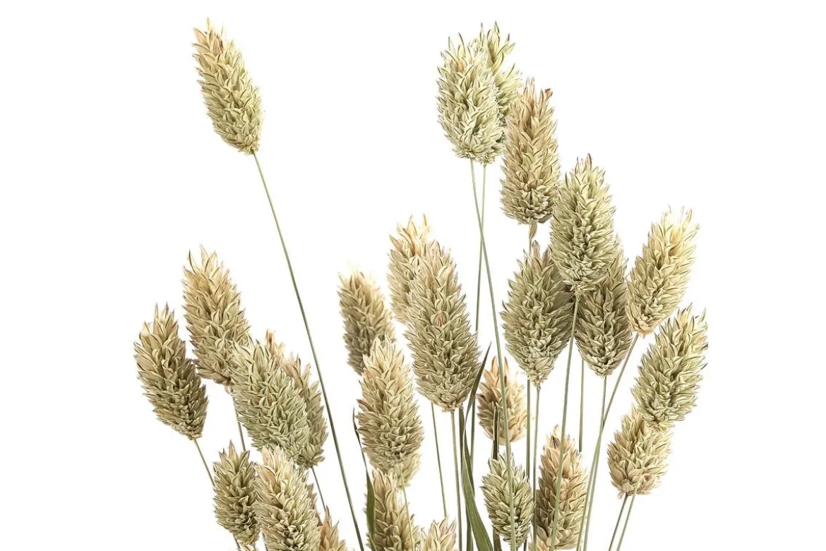 Trockenblumenbund Glanzgras, natur