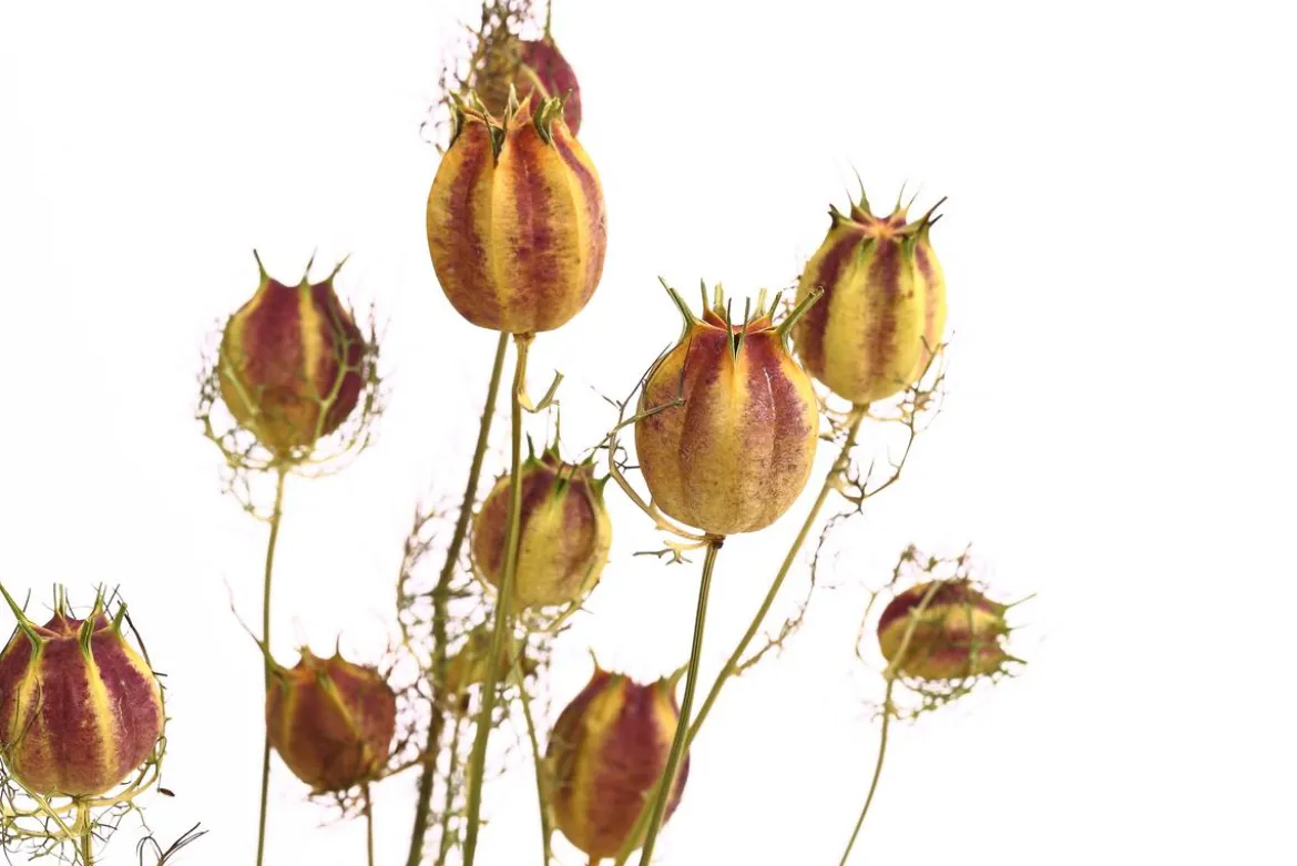 Trockenblumenbund Nigella mit Fruchtstand