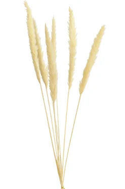 Trockenblumenbund Pampasgras