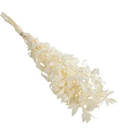 Trockenblumenbund Ruscus