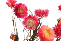 Trockenblumenbund Strohblume