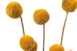 Trockenblumenbund Trommelschlägel