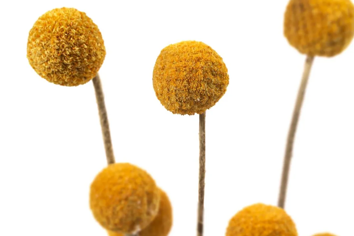 Trockenblumenbund Trommelschlägel