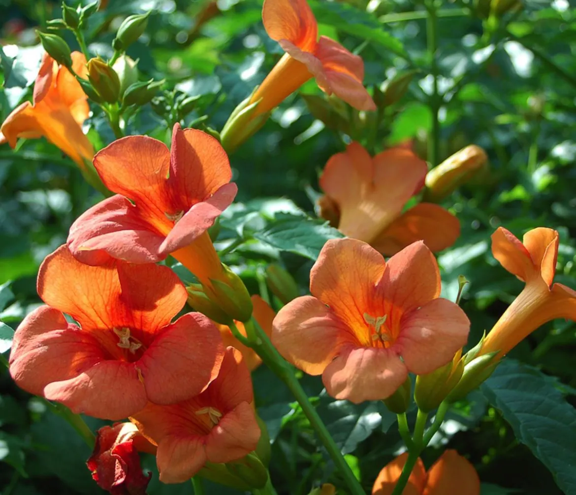Trompetenblume 'Mme. Galen'