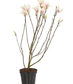 Tulpen-Magnolie 'Alba Superba'