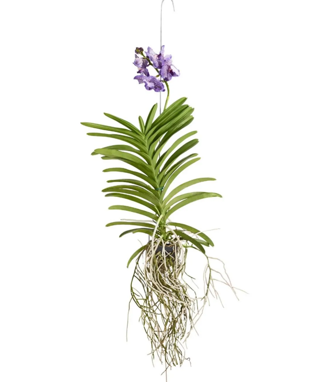 Vanda-Orchidee - Vanda cultivars, inkl. Aufhänger, verschiedene Farben