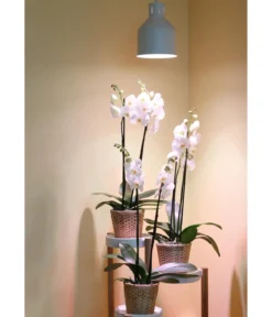 Venso Lampenschirm Saga für Pflanzenlampe