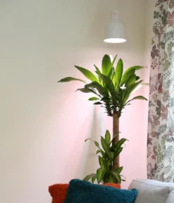 Venso Lampenschirm Saga für Pflanzenlampe