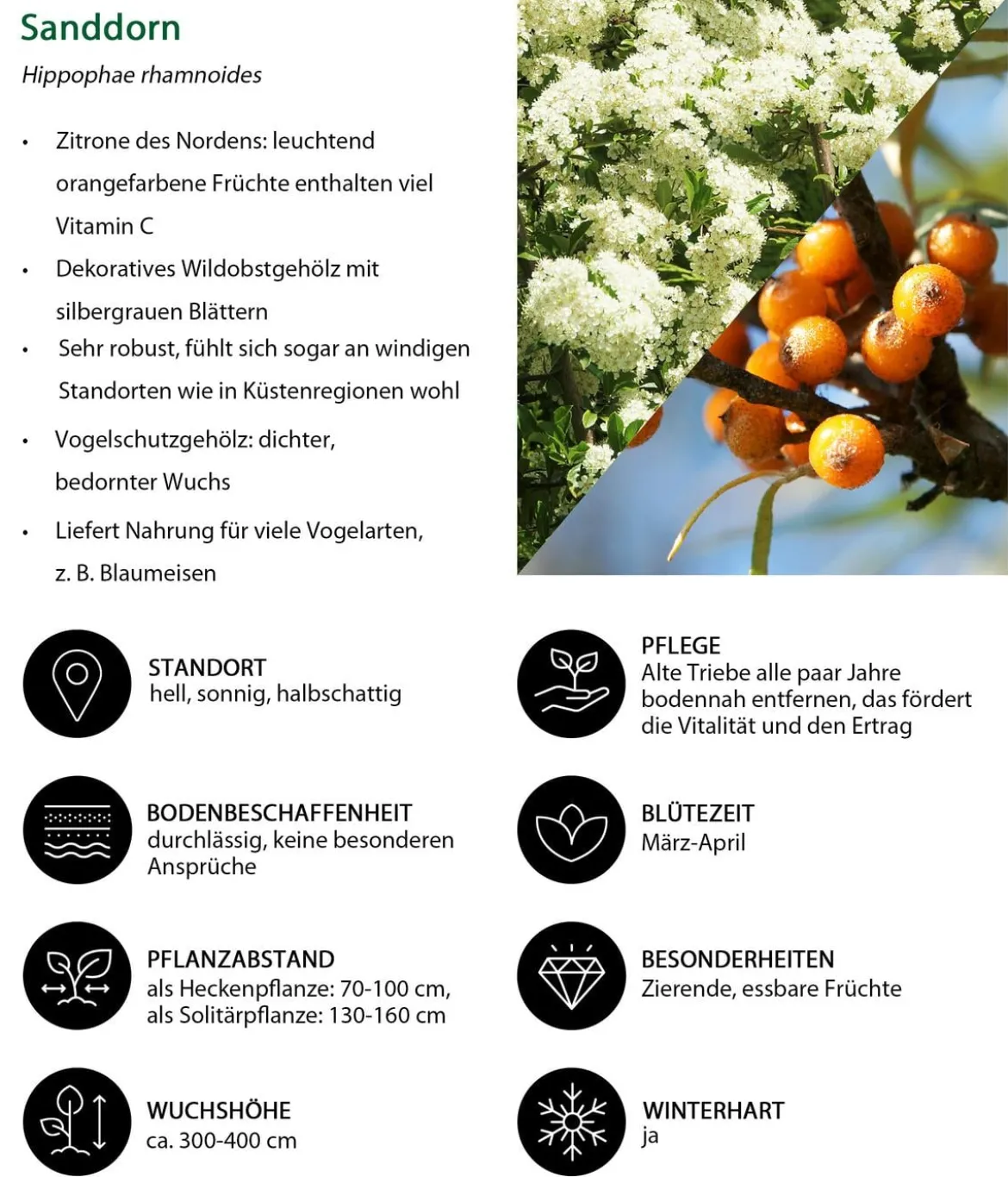 Vogelschutzhecke Drossel, 4-teilig