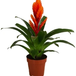 Vriesea - Bromelia cultivars 'Intenso Orange'