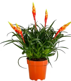 Vriesea - Bromelia cultivars 'Shannon'