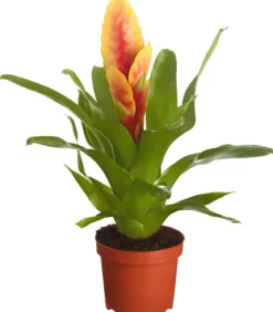 Vriesea - Bromelia cultivars, verschiedene Sorten