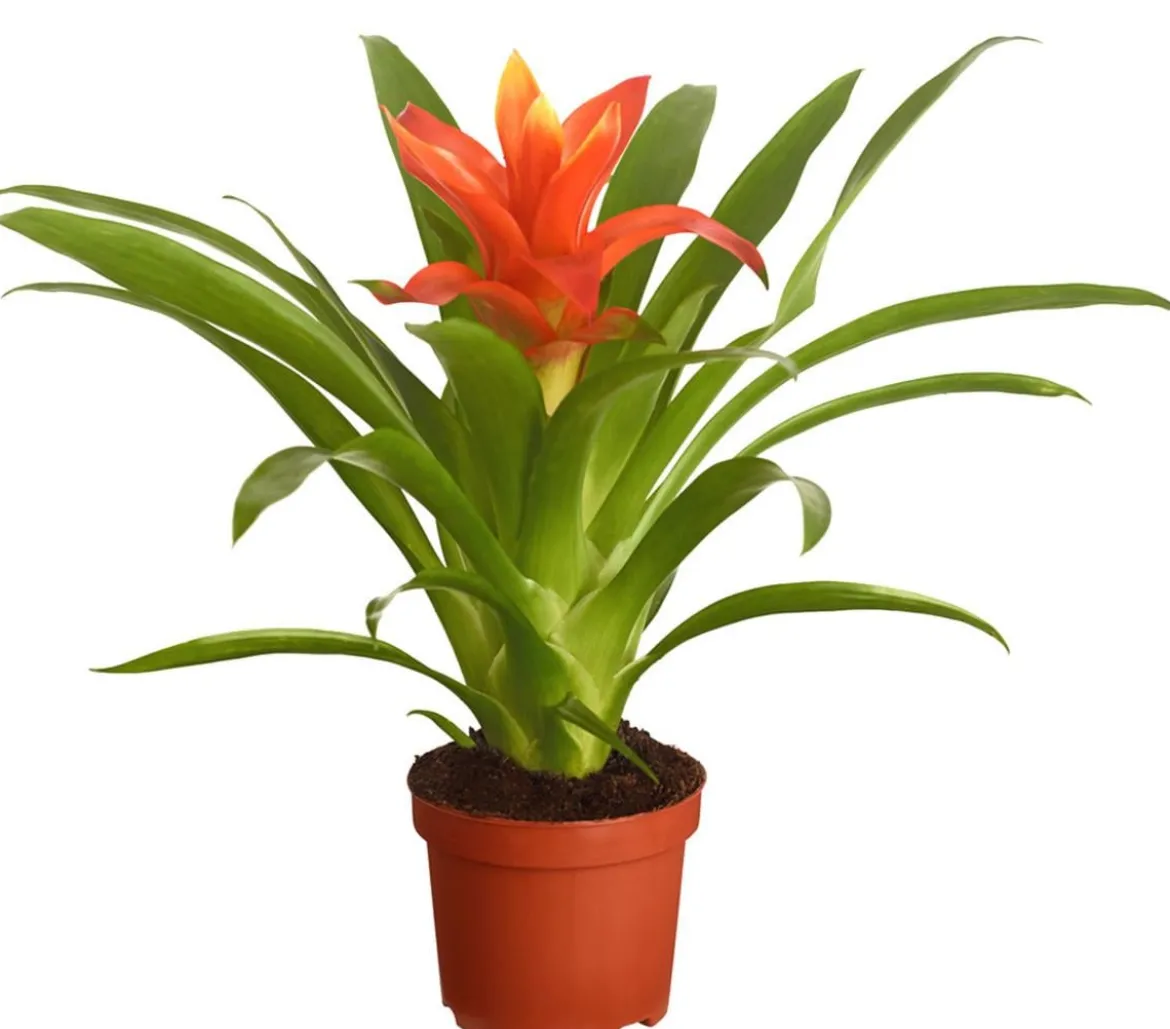 Vriesea - Bromelia cultivars, verschiedene Sorten