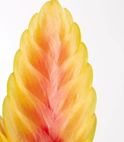 Vriesea - Bromelia cultivars, verschiedene Sorten