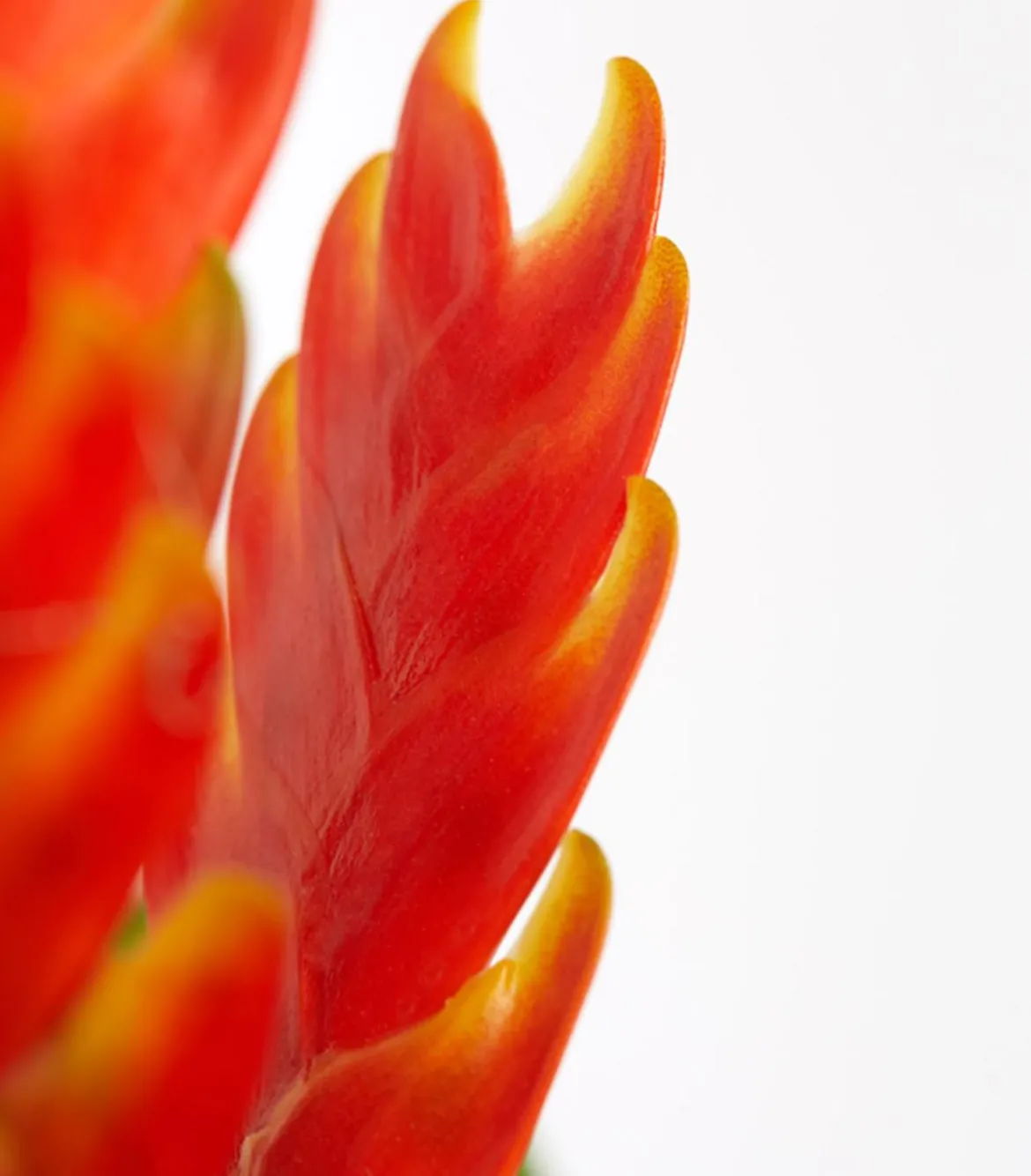 Vriesea - Bromelia cultivars, verschiedene Sorten