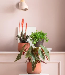 Vriesea - Vriesea cultivars 'Era'