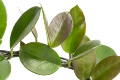 Wachsblume - Hoya australis