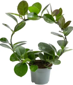Wachsblume - Hoya australis