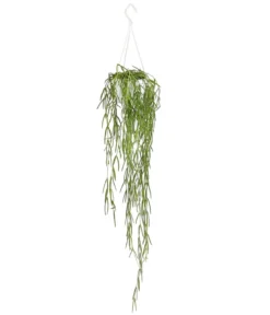 Wachsblume - Hoya linearis, Ampel