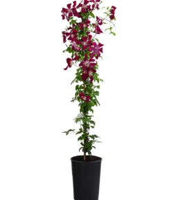 Waldrebe - Clematis