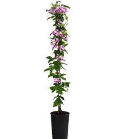 Waldrebe - Clematis
