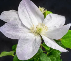 Waldrebe - Clematis