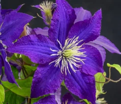 Waldrebe - Clematis