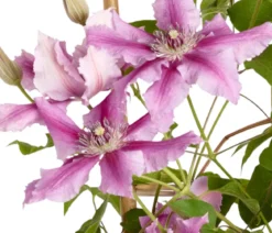 Waldrebe - Clematis