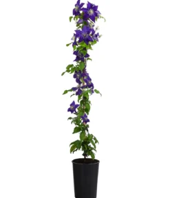Waldrebe - Clematis