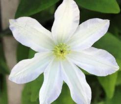 Waldrebe - Clematis