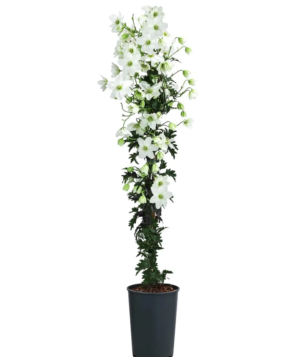 Waldrebe - Clematis 'Avalanche'