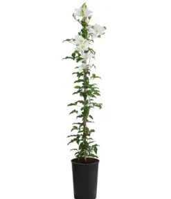Waldrebe - Clematis 'Dancing Dorien®'