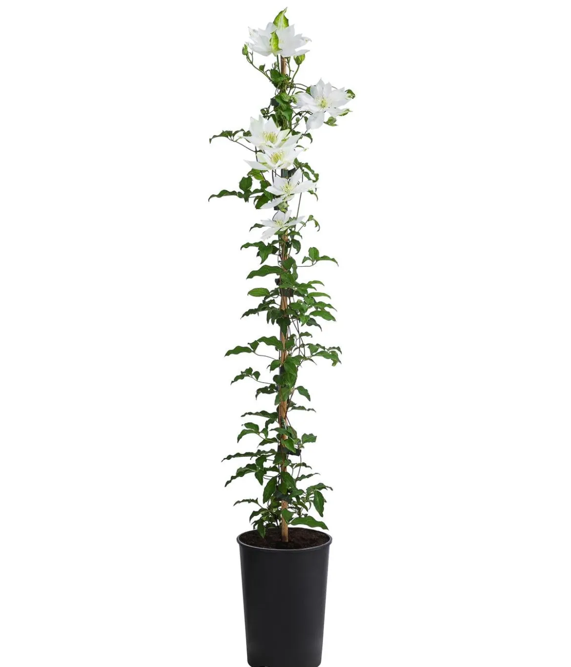 Waldrebe - Clematis 'Dancing Dorien®'