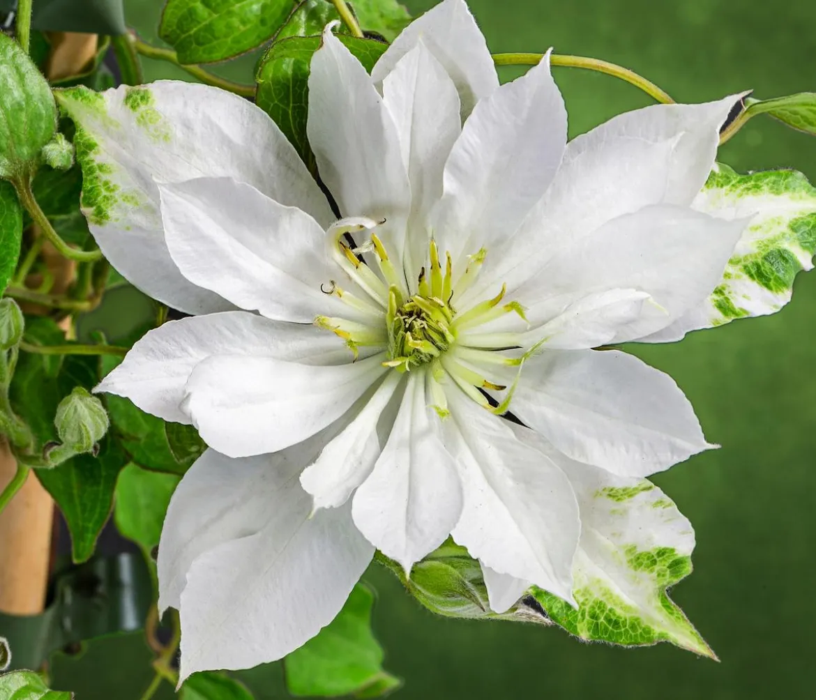 Waldrebe - Clematis 'Dancing Dorien®'