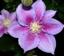 Waldrebe - Clematis 'Etoile de Malicorne'