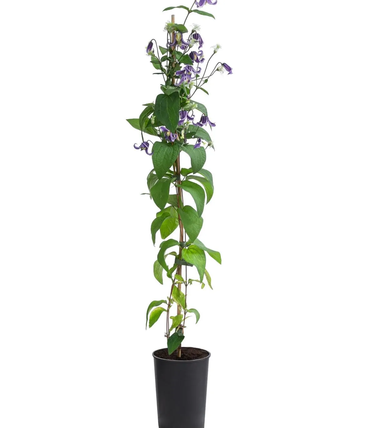 Waldrebe - Clematis 'Fascination'