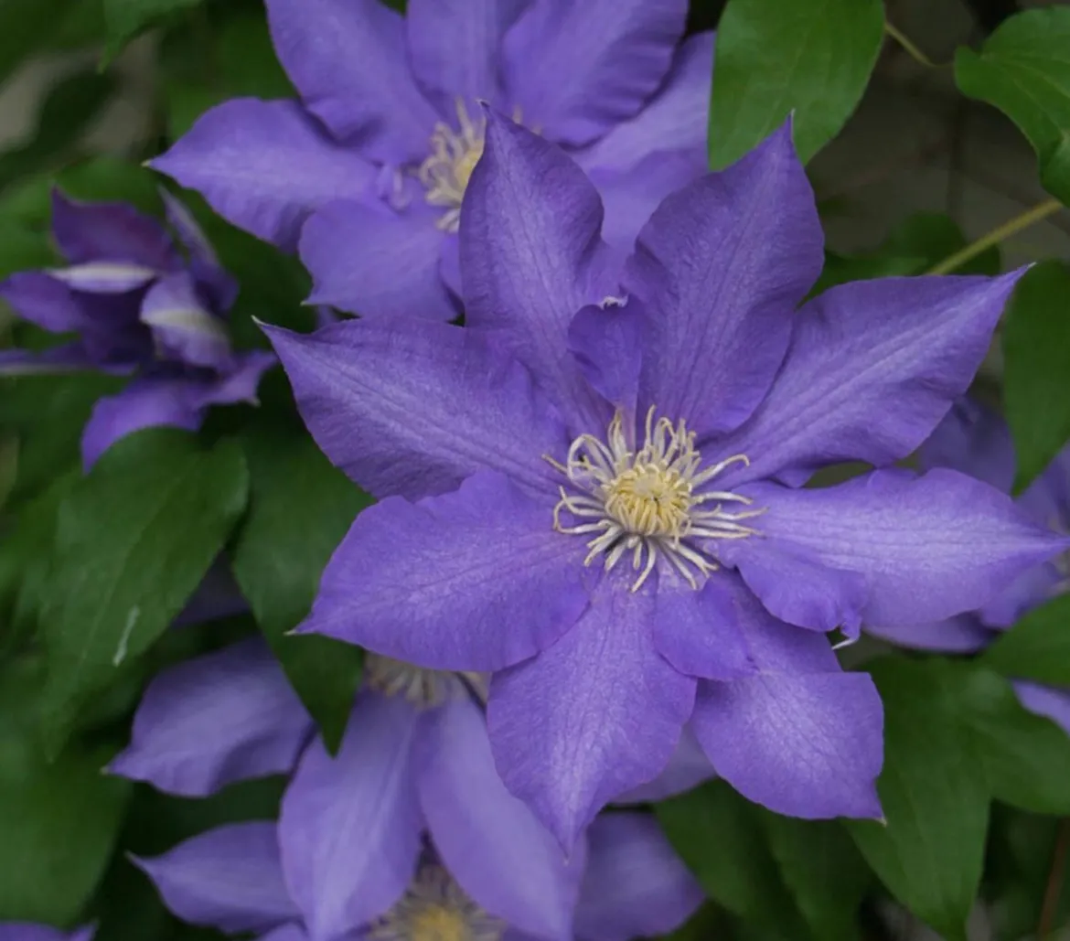 Waldrebe - Clematis 'Jackmannii/The President'