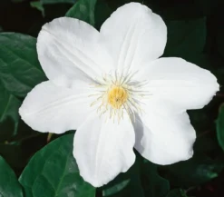 Waldrebe - Clematis 'Madame le Coultre'